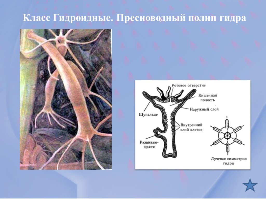 Кракен сайт что